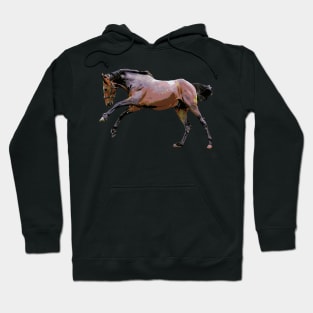 2017 Horse 01 Hoodie